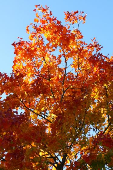 herbstlaub_2012.jpg