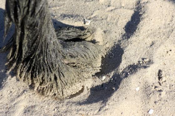 hundepfote_mit_watt_und_sand.jpg