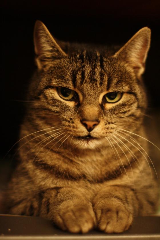 katze_heizung.jpg