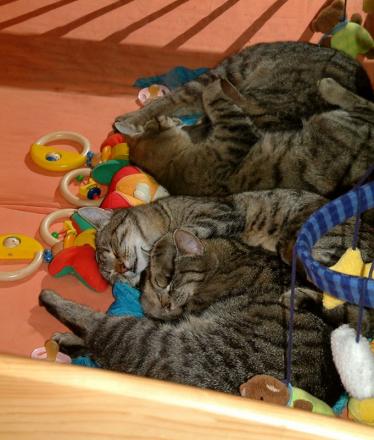 katzenzaehlbild.jpg