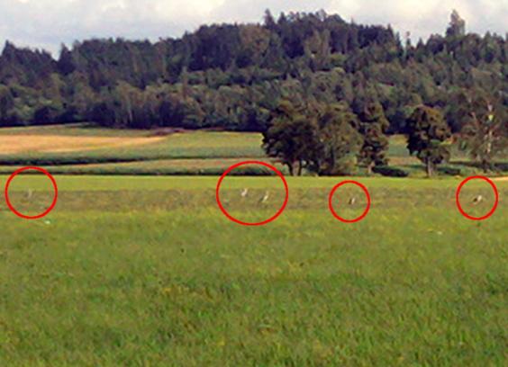 keine_kraniche_detail.jpg