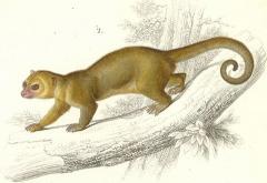 kinkajou_small.jpg
