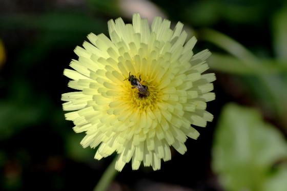 korsika_blume_mit_biene.jpg