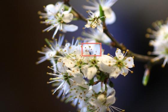 makroraetsel_20130427_loesung.jpg