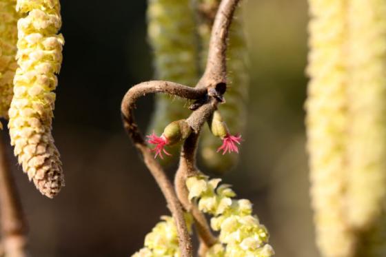makroraetsel_20150318_loesung1.jpg