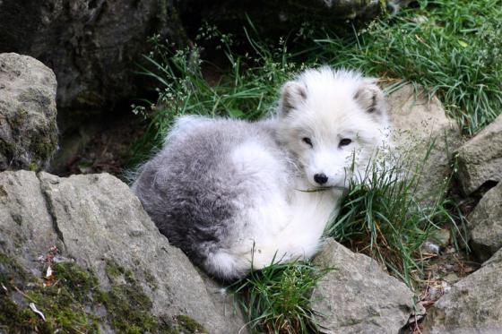 mgh_polarfuchs.jpg