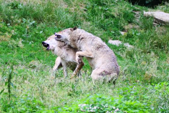 mgh_wolfsruege.jpg