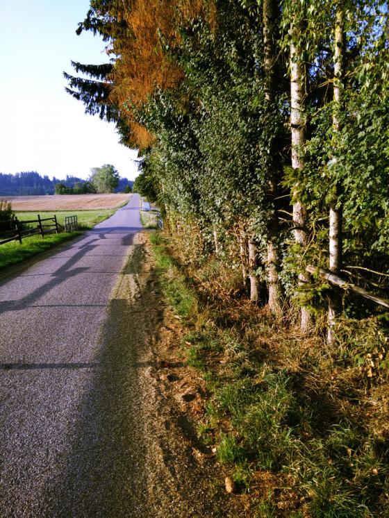 nadelbaumnadeln_20150901.jpg