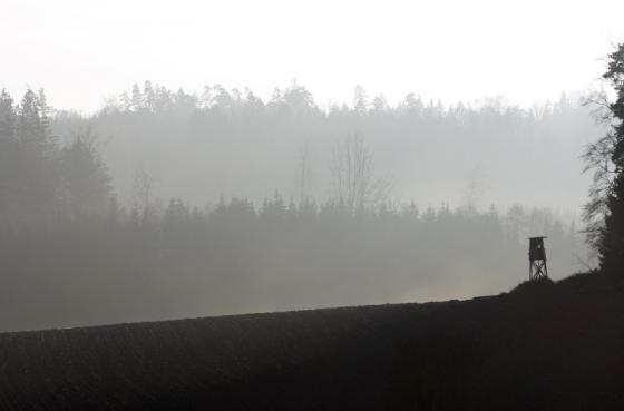 nebelwald_20140112.jpg