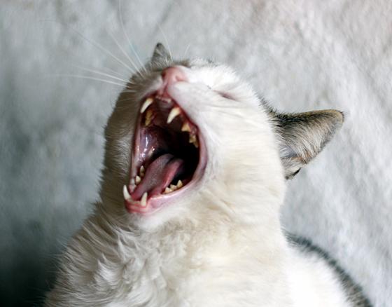 oserkater.jpg