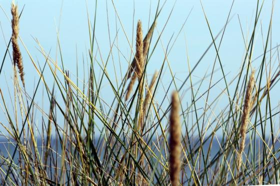 ostsee2014_duene2.jpg
