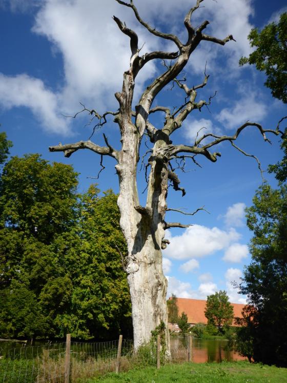ostsee2014_toter_baum.jpg