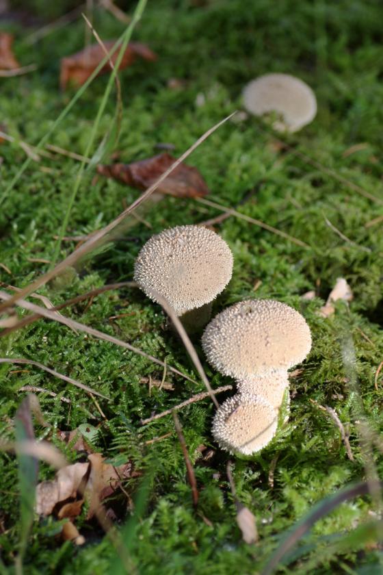 pilze4.jpg