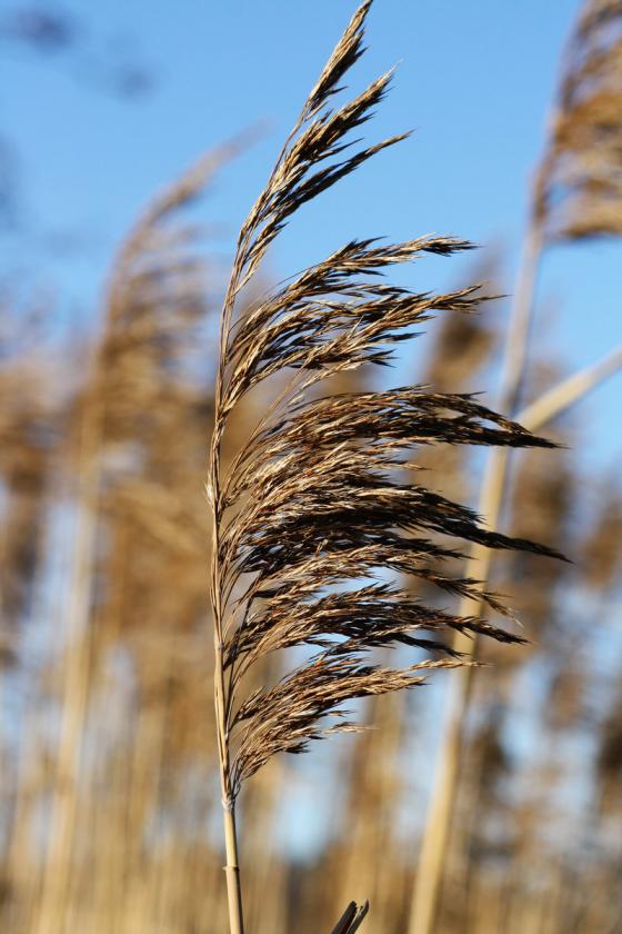 schilf_20151206.jpg
