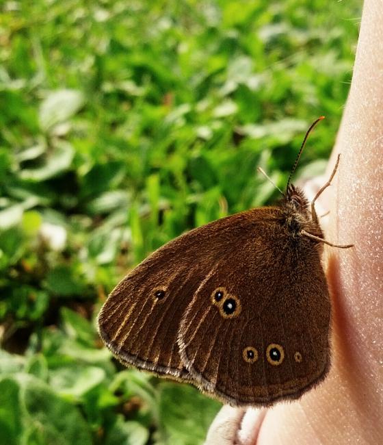 schmetterling_an_kinderfuss_20130709.jpg