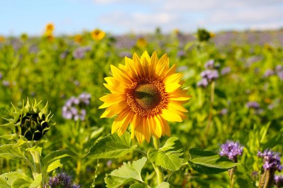 sonnenblume_2012.jpg