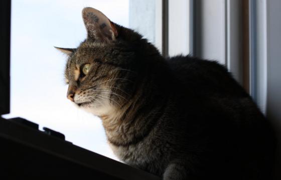sonnenkatze.jpg