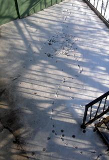 spuren_im_schnee.jpg