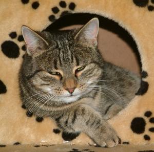 tigerle_im_katzenbaum.jpg