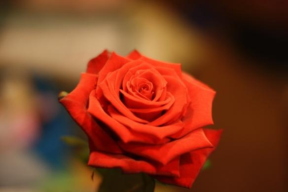 valendienstagsrose.jpg