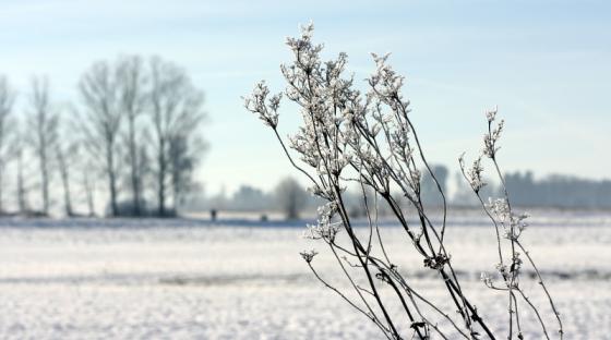 vereiste_blume_20150106.jpg