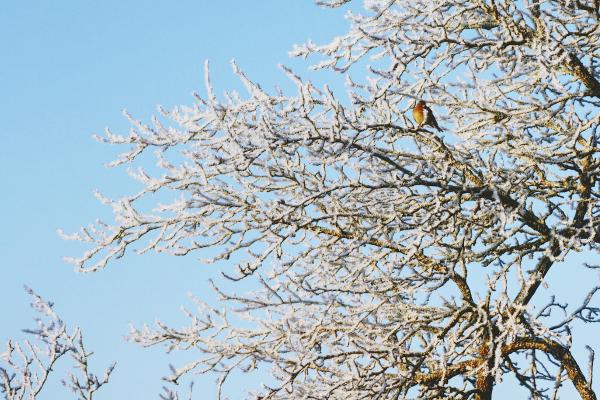 vogel_im_baum_20161231.jpg