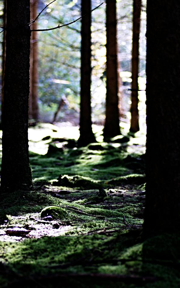 waldlicht_20161030.jpg