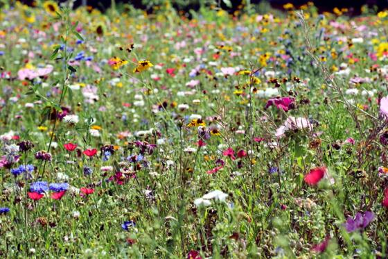 waldtann_blumenwiese.jpg