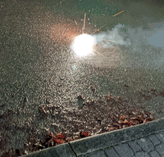 20211231_wildehummel2.gif